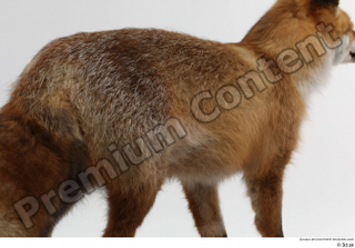 Red fox back body 0005.jpg